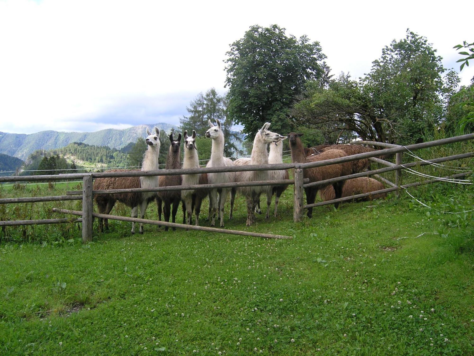 Gasthaus Berg-Panorama-Hof Sturmgut Hinterstoder Exterior foto
